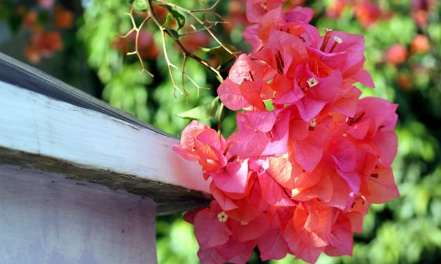 【Day11】沈澱日的約會